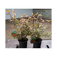 Physocarpus opulif. Diable d'Or