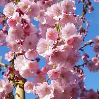 Prunus 'Accolade'