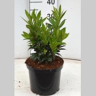 Sarcococca hookeriana humilis