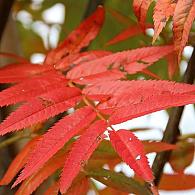 Sorbus 'Dodong'