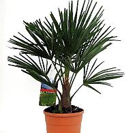 Trachycarpus fortunei