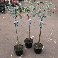 Viburnum 'Eskimo'