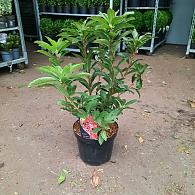 Rhododendron (AV) 'Jolie Madame'