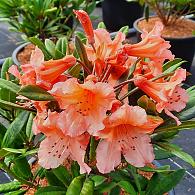 Rhododendron 'Tortoiseshell Orange'