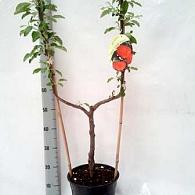 Malus domestica -U-SHAPE-