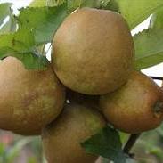 Malus d. 'Egremont Russet'