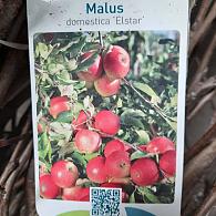 Malus d. 'Elstar'