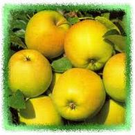 Malus d. 'Golden Delicious'