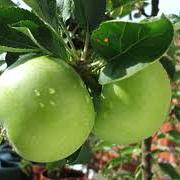 Malus d. 'Granny Smith'