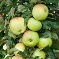 Malus d. 'Grenadier'