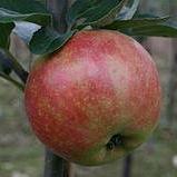 Malus d. 'Worcester Pearmain'