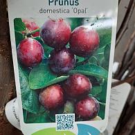 Prunus d. 'Opal'