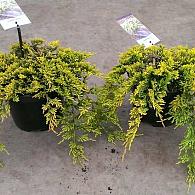 Juniperus h. 'Golden Carpet'