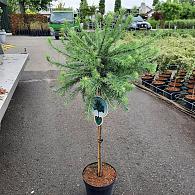 Larix kaempf. 'Blue Dwarf'