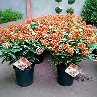 Skimmia j. 'Pabella'