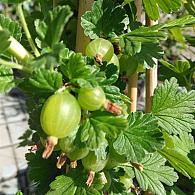 Ribes u.-c. Hinnonmäki Grön