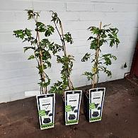 Rubus frut. 'Thornless Evergreen'