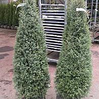 Juniperus comm. 'Hibernica'