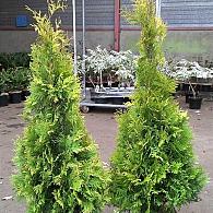 Thuja occ. 'Yellow Ribbon'