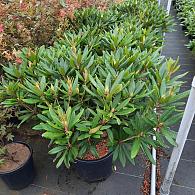 Rhododendron in cultivars