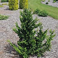 Chamaecyparis obtusa 'Teddy Bear'