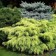 Juniperus pf. 'Gold Star'