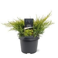 Juniperus pf. 'Old Gold'