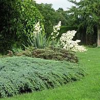 Juniperus squamata 'Blue Carpet'