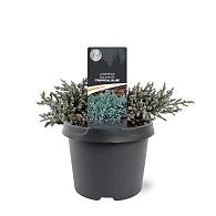 Juniperus squamata 'Tropical Blue'