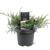 Juniperus virg. 'Grey Owl'