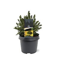 Picea a. 'Tompa'