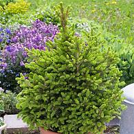 Picea a. 'Will's Zwerg'