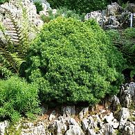 Picea gl. 'Alberta Globe'