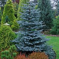 Picea pungens 'Blue Diamond'