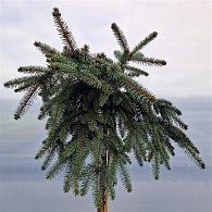 Picea pungens 'Glauca Pendula'