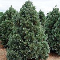 Pinus flex. 'Vanderwolf's Pyramid'