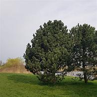 Pinus nigra nigra