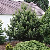 Pinus nigra 'Oregon Green'