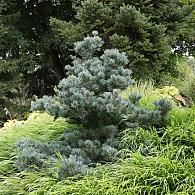 Pinus parv. 'Negishi'