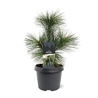 Pinus schwerinii 'Wiethorst'