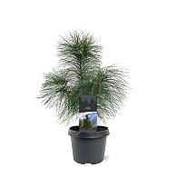 Pinus strobus