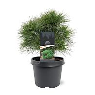 Pinus strobus 'Minima'