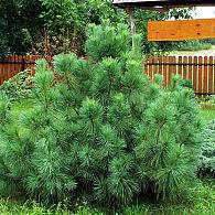 Pinus strobus 'Radiata'