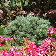 Pinus sylv. 'Watereri'