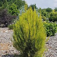 Platycladus or. 'Franky Boy'