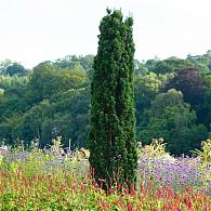 Taxus b. 'Fastigiata Robusta'