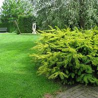 Taxus b. 'Summergold'