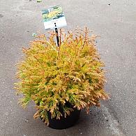 Thuja occ. 'Fire Chief'