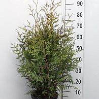 Thuja occ. 'Brabant'