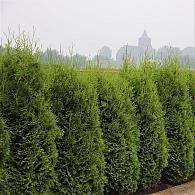 Thuja occ. 'Karl Falke'